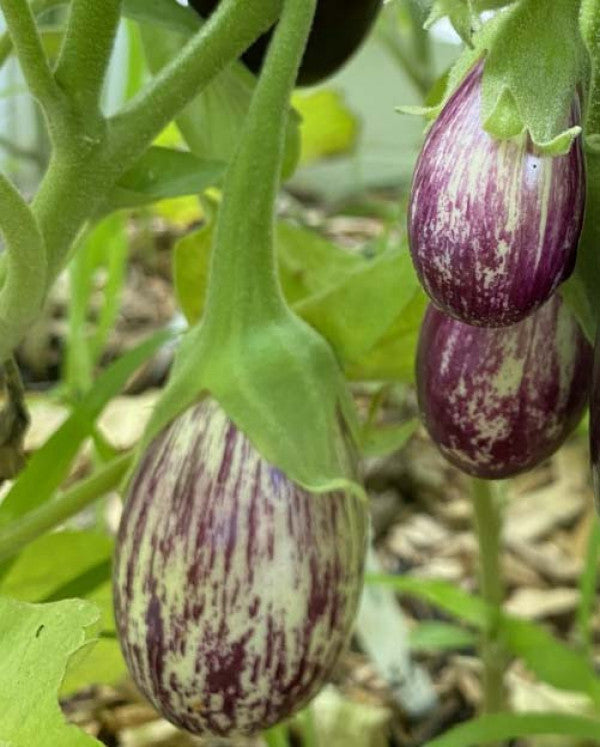 Eggplant-Rhim Jhim