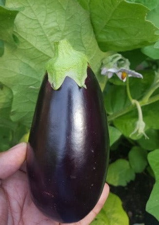 Eggplant-Swapna