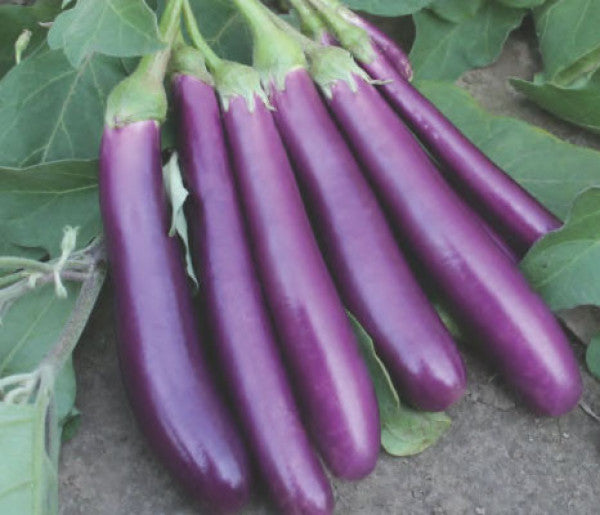 Eggplant-Shiva