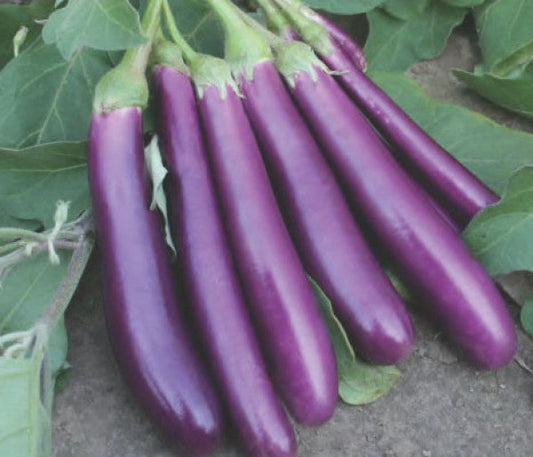 Eggplant-Shiva
