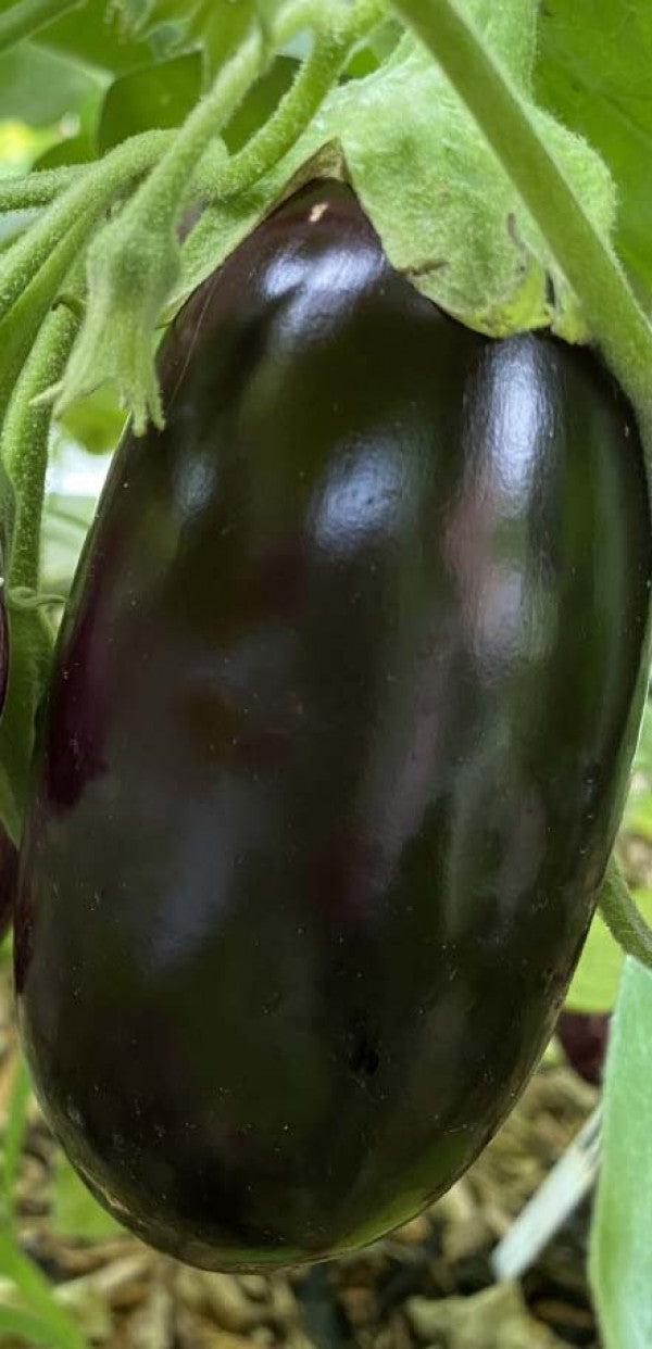 Eggplant-Swapna