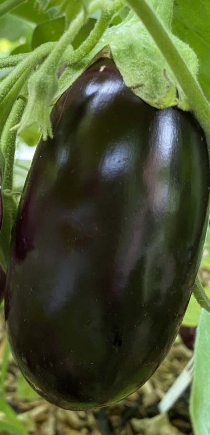 Eggplant-Swapna