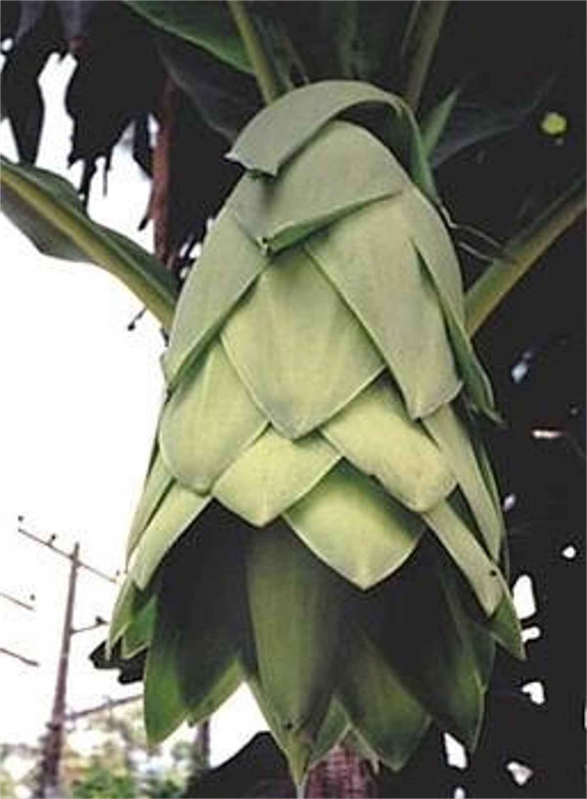 Snow Banana Tree (Ensete Glaucum) Seeds