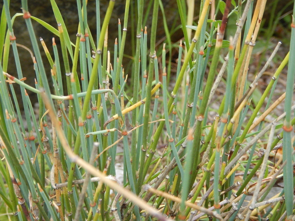 Mormon Tea (Ephedra Nevadensis)  Seeds