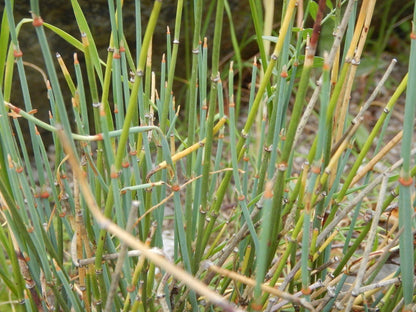 Mormon Tea (Ephedra Nevadensis)  Seeds
