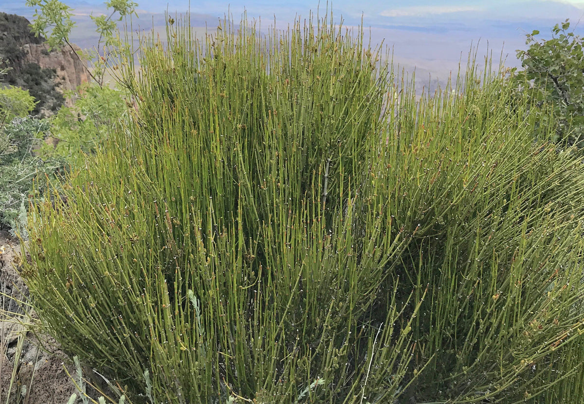Mormon Tea (Ephedra Nevadensis)  Seeds