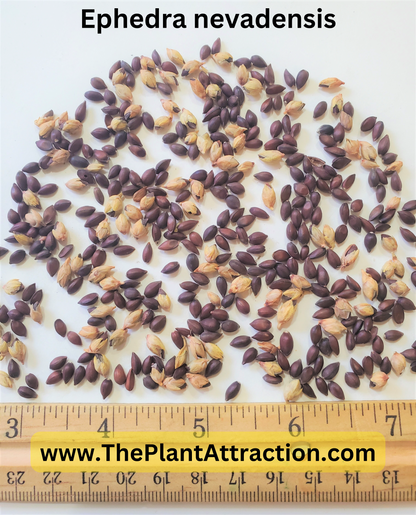 Mormon Tea (Ephedra Nevadensis)  Seeds