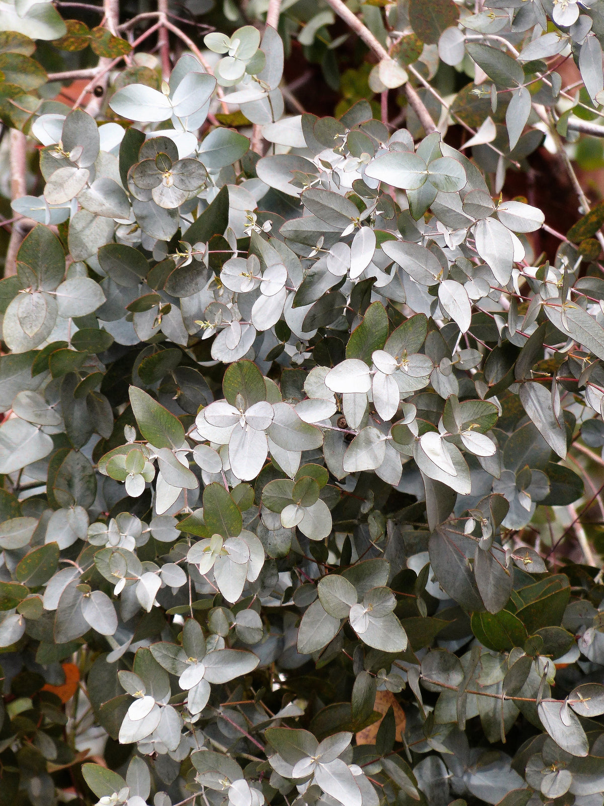 Silver Box Eucalyptus (Eucalyptus pruinosa) Seeds – 10 ct