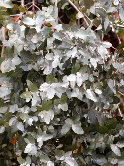 Silver Box Eucalyptus (Eucalyptus pruinosa) Seeds – 10 ct