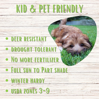 Micro Clover Seed Eco-Spread Carton