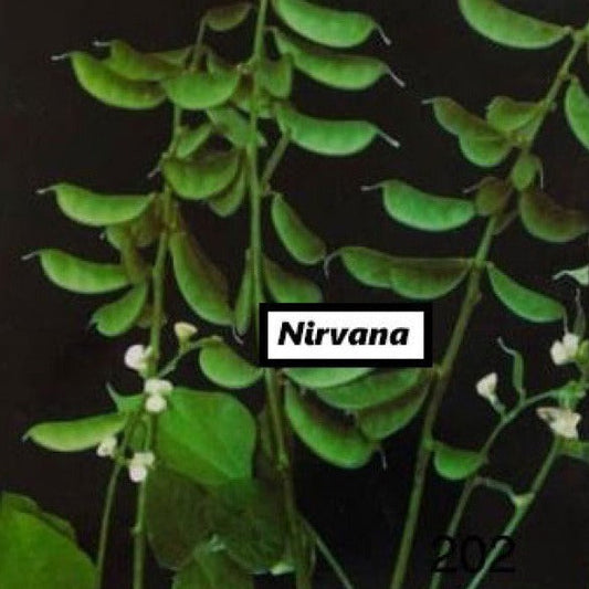 Hyacinth (Flat Valor) Bean-Nirvana