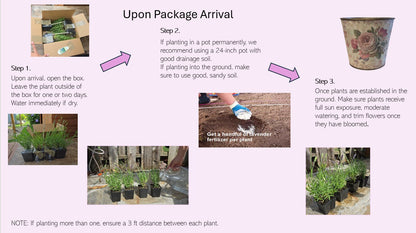 Provence Lavender (Lavandula × intermedia) Live Plant