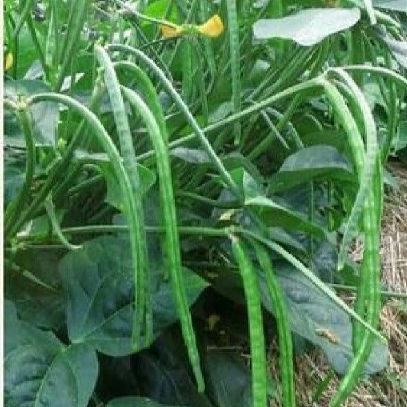 Foot Long Bean-Kashi Kanchan