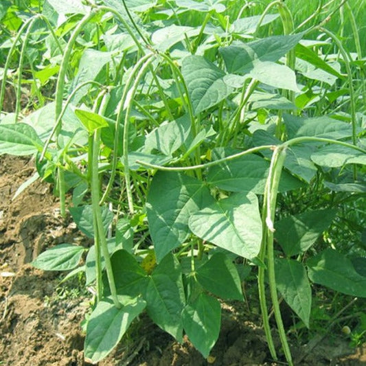 Foot long Bean-Kaveri