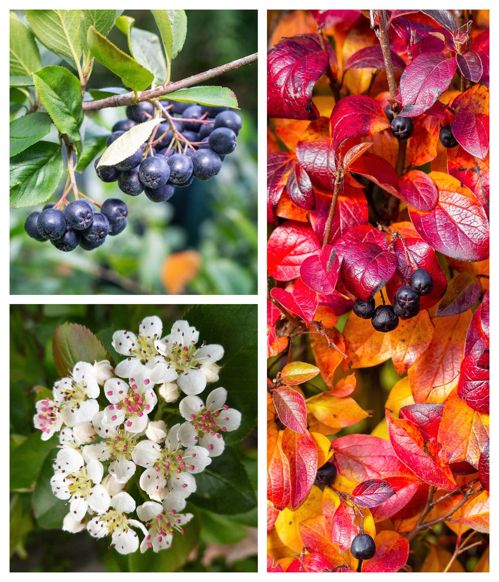 50 Black Chokeberry (Aronia Melanocarpa) Seeds