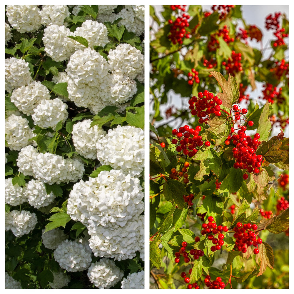 30 EUROPEAN CRANBERRY / SNOWBALL Tree Guelder Rose Viburnum Opulus Red Fruit White Flower Seeds