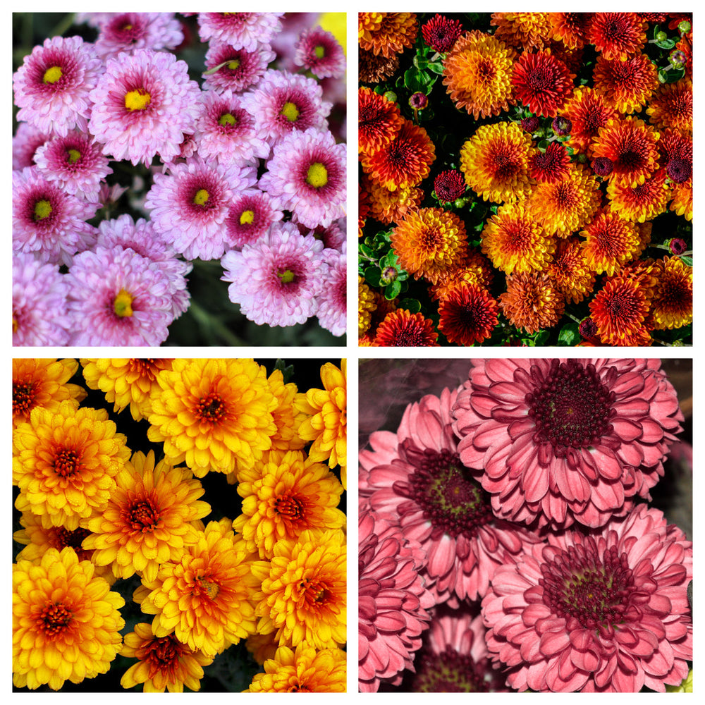 50 Tricolor  Double Painted Daisy (Chrysanthemum Carinatum Tanacetum) Seeds
