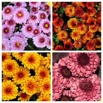 50 Tricolor  Double Painted Daisy (Chrysanthemum Carinatum Tanacetum) Seeds
