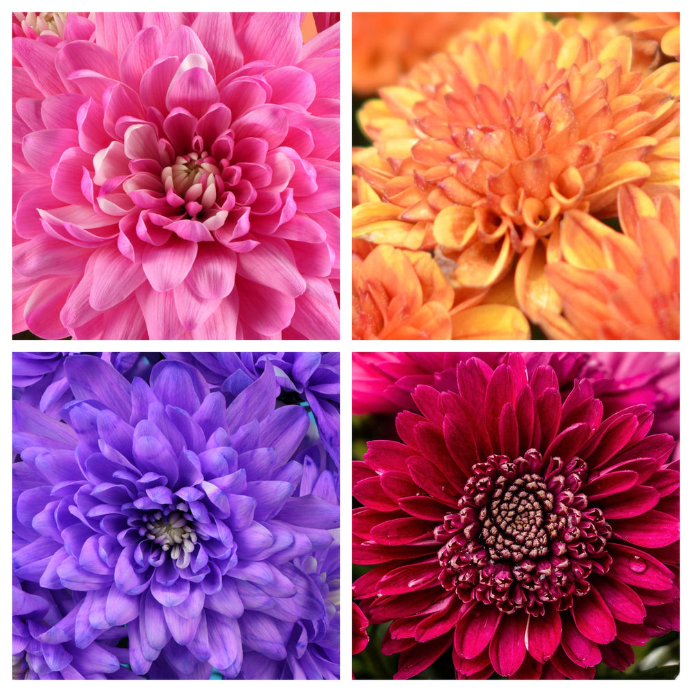 50 Mixed Colors Indian Chrysanthemum (Chrysanthemum Indicum) Seeds