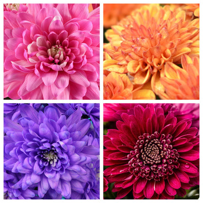 50 Mixed Colors Indian Chrysanthemum (Chrysanthemum Indicum) Seeds