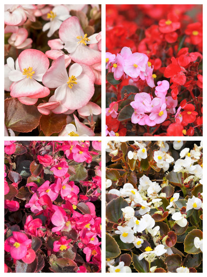 Mixed Wax Begonia (Begonia semperflorens) Seeds – 25 ct