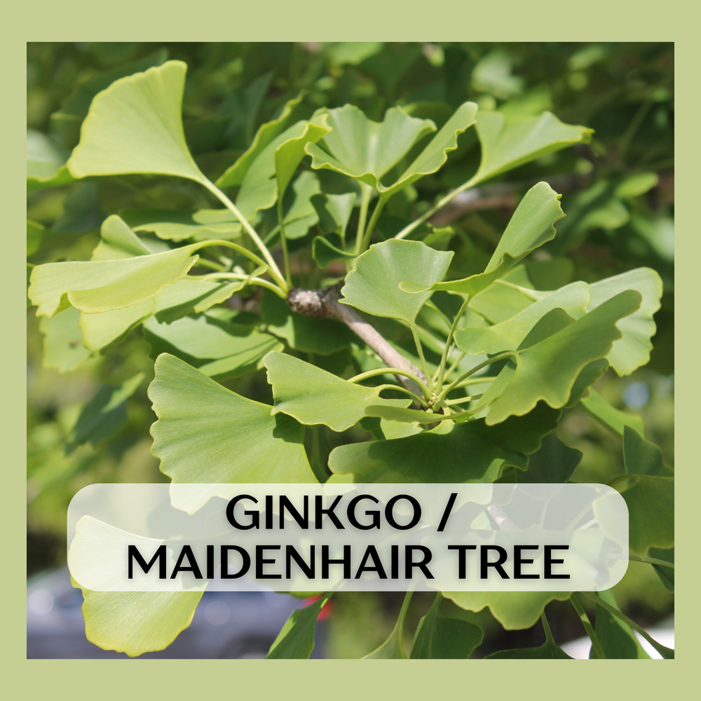 Maidenhair Tree (Ginkgo biloba) seedling
