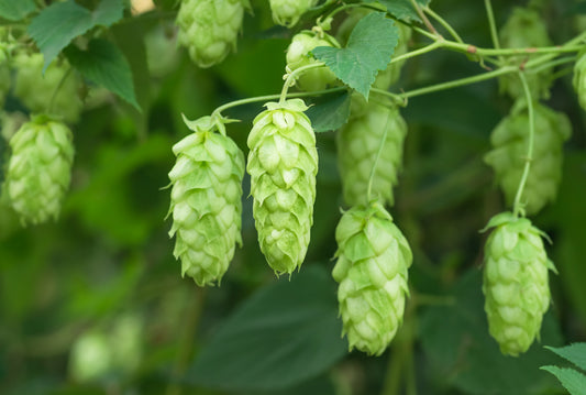 Common Hops (Humulus lupulus) Seeds – 25 ct