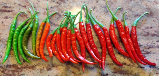 Hot Pepper-Jyoti