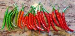 Hot Pepper-Jyoti