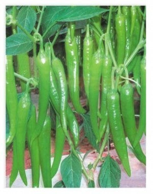 Hot Pepper-Mohini