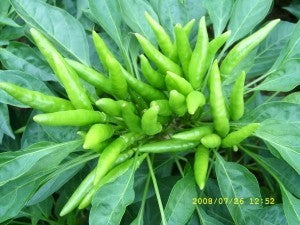 Hot Pepper-Phuljadi