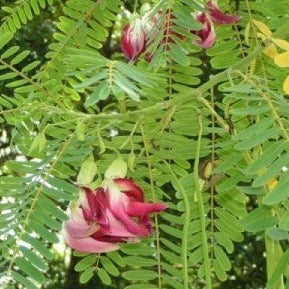 Hummingbird Tree Seeds-Agathi Keerai