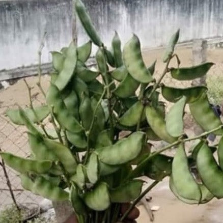 Hyacinth Bean-Green Mochai