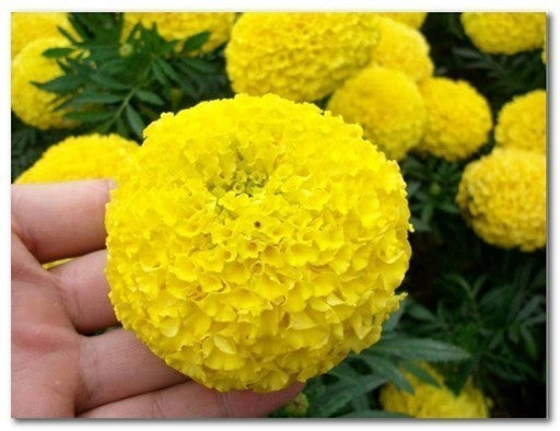 Marigold-Maya