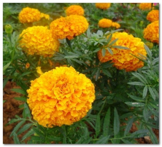 Marigold-Maya