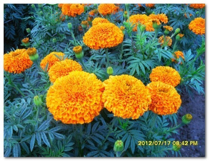 Marigold-Maya