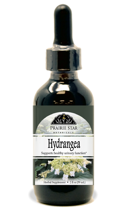 Hydrangea Tincture