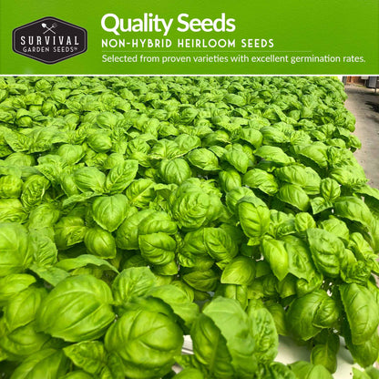 Indoor Herb Garden Hydroponic Seeds Collection – 6 Heirloom Non-GMO Culinary Herbs (Peppermint, Parsley, Cilantro, Basil, Chives & Sage) for Countertop, Tower & Year-Round Growing