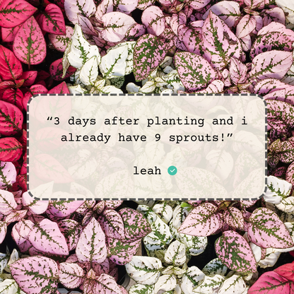 Hypoestes 'Polka Dot Plant' Seeds