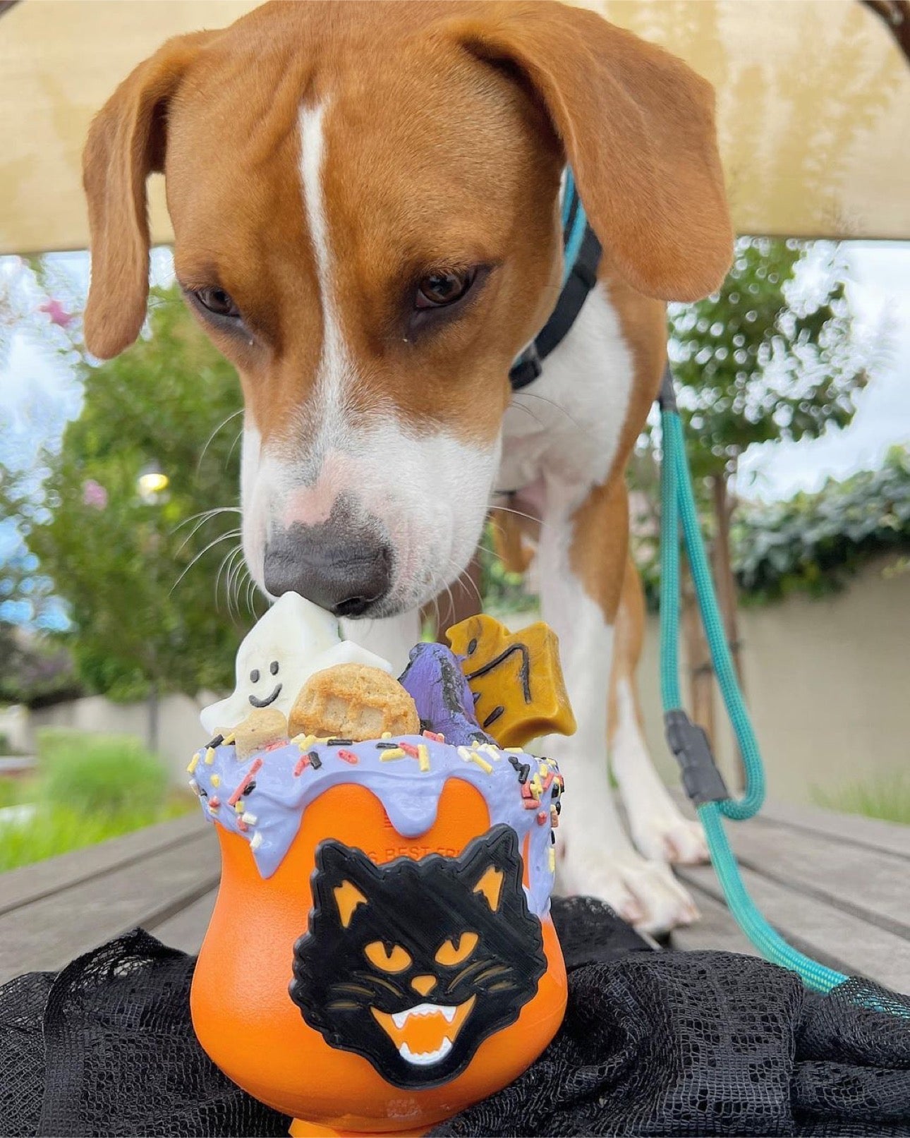 Butterfly Pea Flower Powder (Organic)