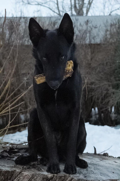 Lamb Shank (GFF & Pasture Raised)