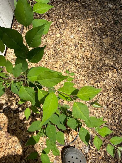 Japanese Tree Lilac (Syringa reticulata) – 1 Gallon Starter Tree (1’ - 2’)