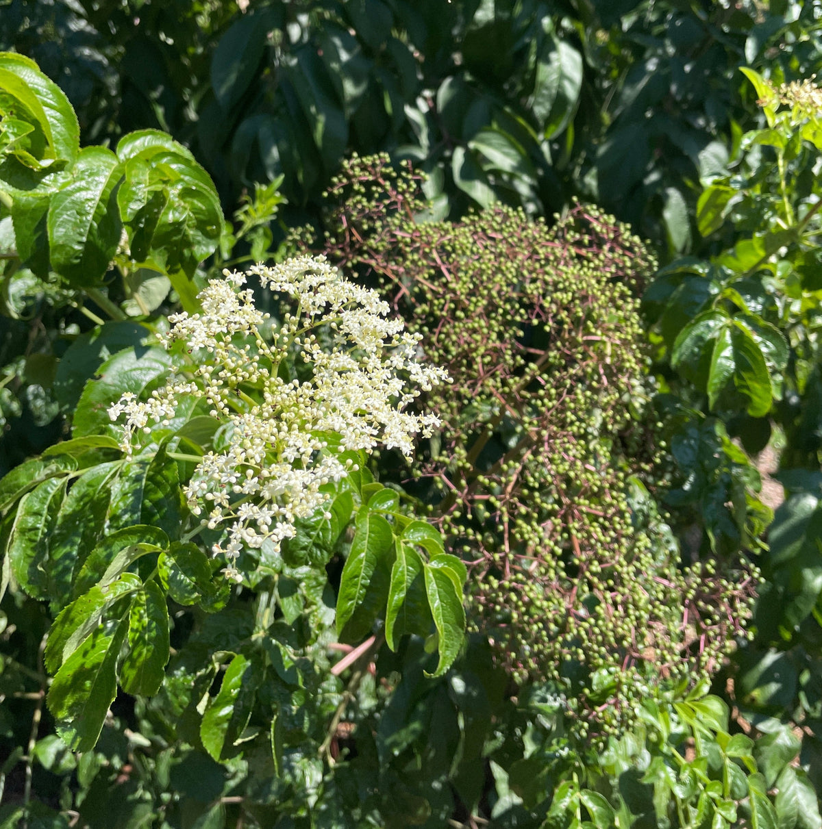 "Ranch" American Elderberry seedling