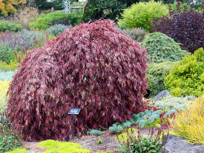 10 Japanese Maple (Acer Palmatum Dissectum) Seeds