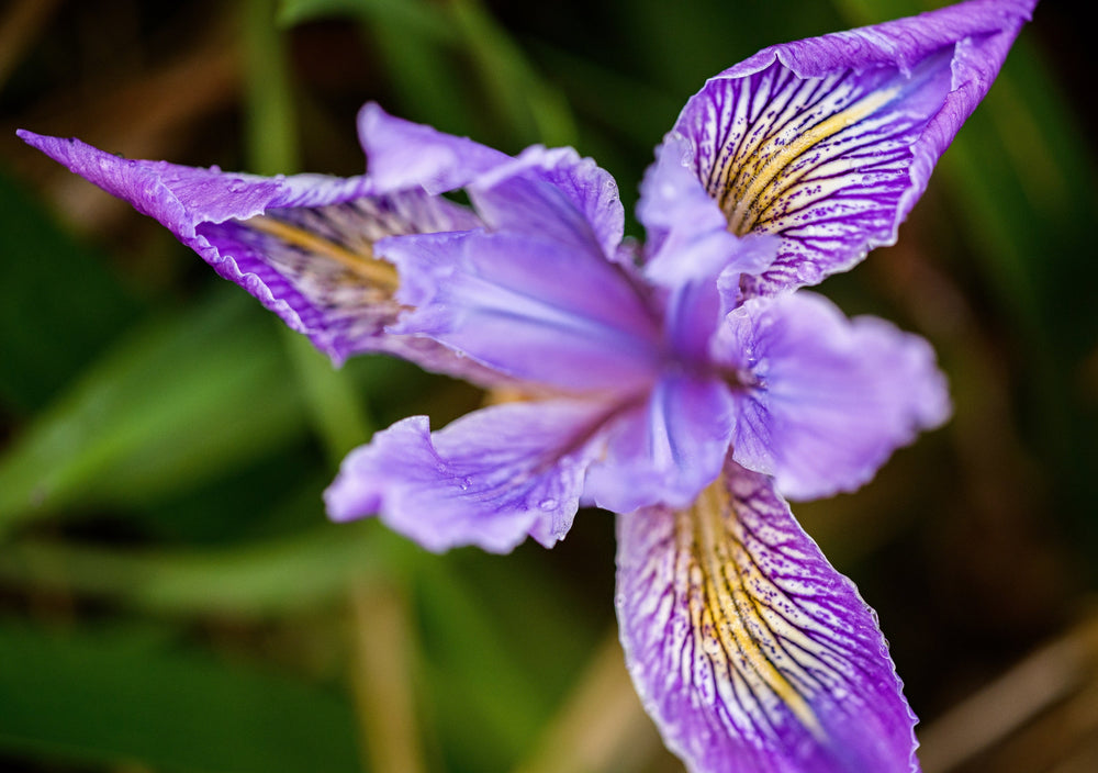 20 Oregon Iris (Iris Tenax) Seeds