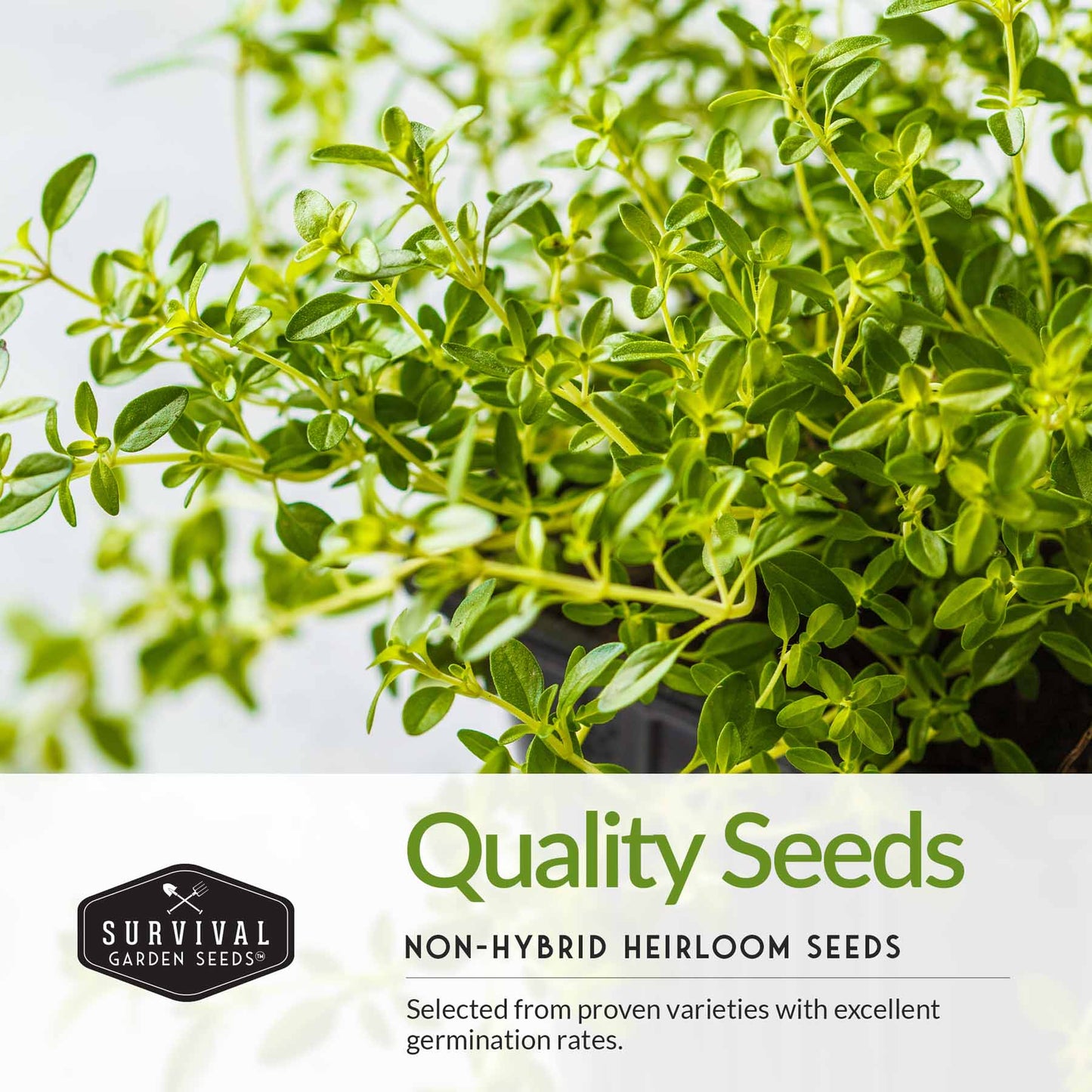 Italian Herb Seed Collection - 5 Classic Italian Flavors