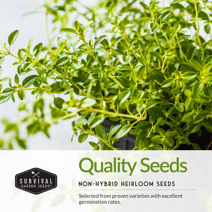 Italian Herb Seed Collection - 5 Classic Italian Flavors
