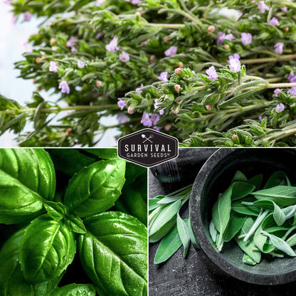 Italian Herb Seed Collection - 5 Classic Italian Flavors