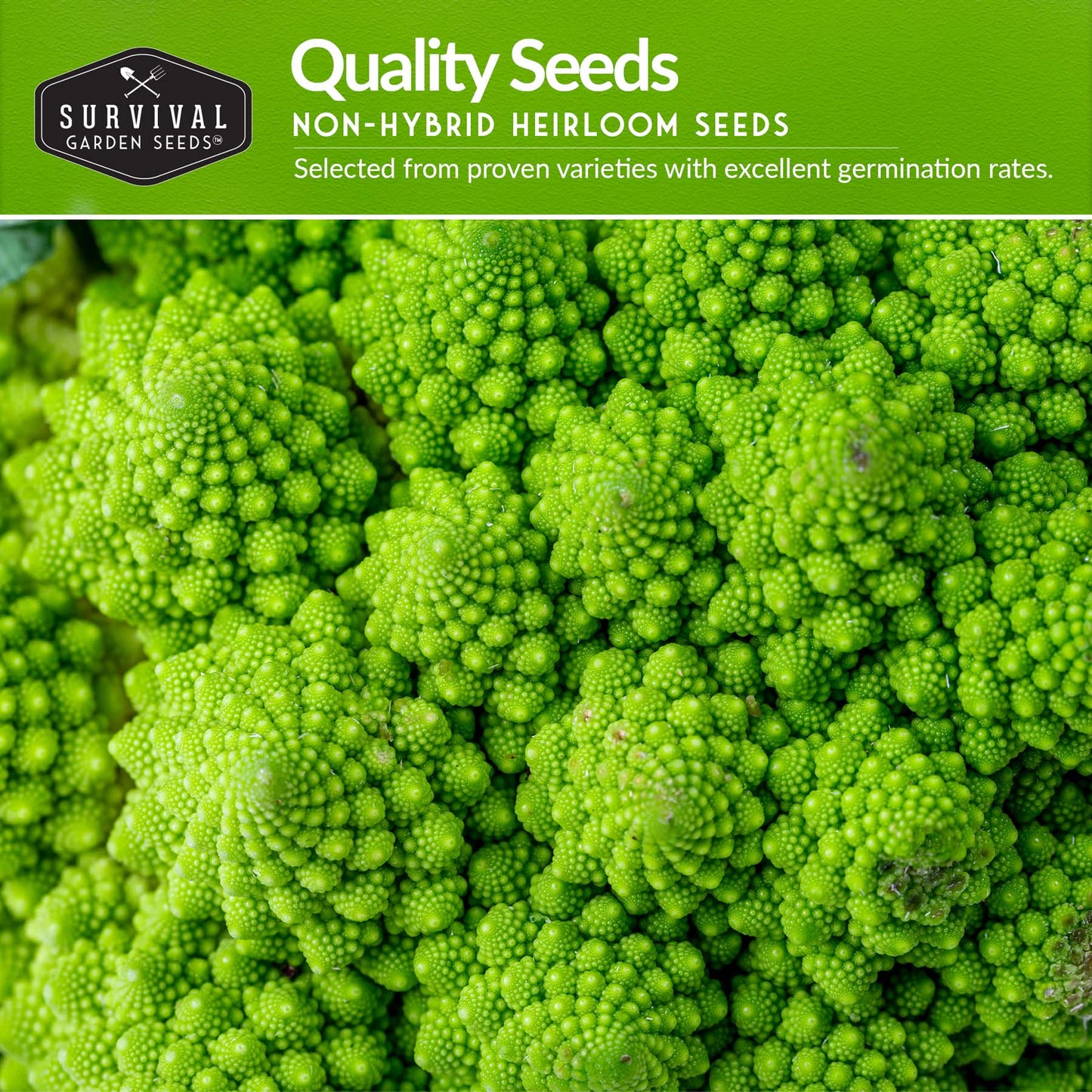 Italian Collection - Romanesco Broccoli, Black Beauty Eggplant, Lacinato Kale, Lolla Rossa Lettuce, Marconi Red Pepper, Roma Tomato