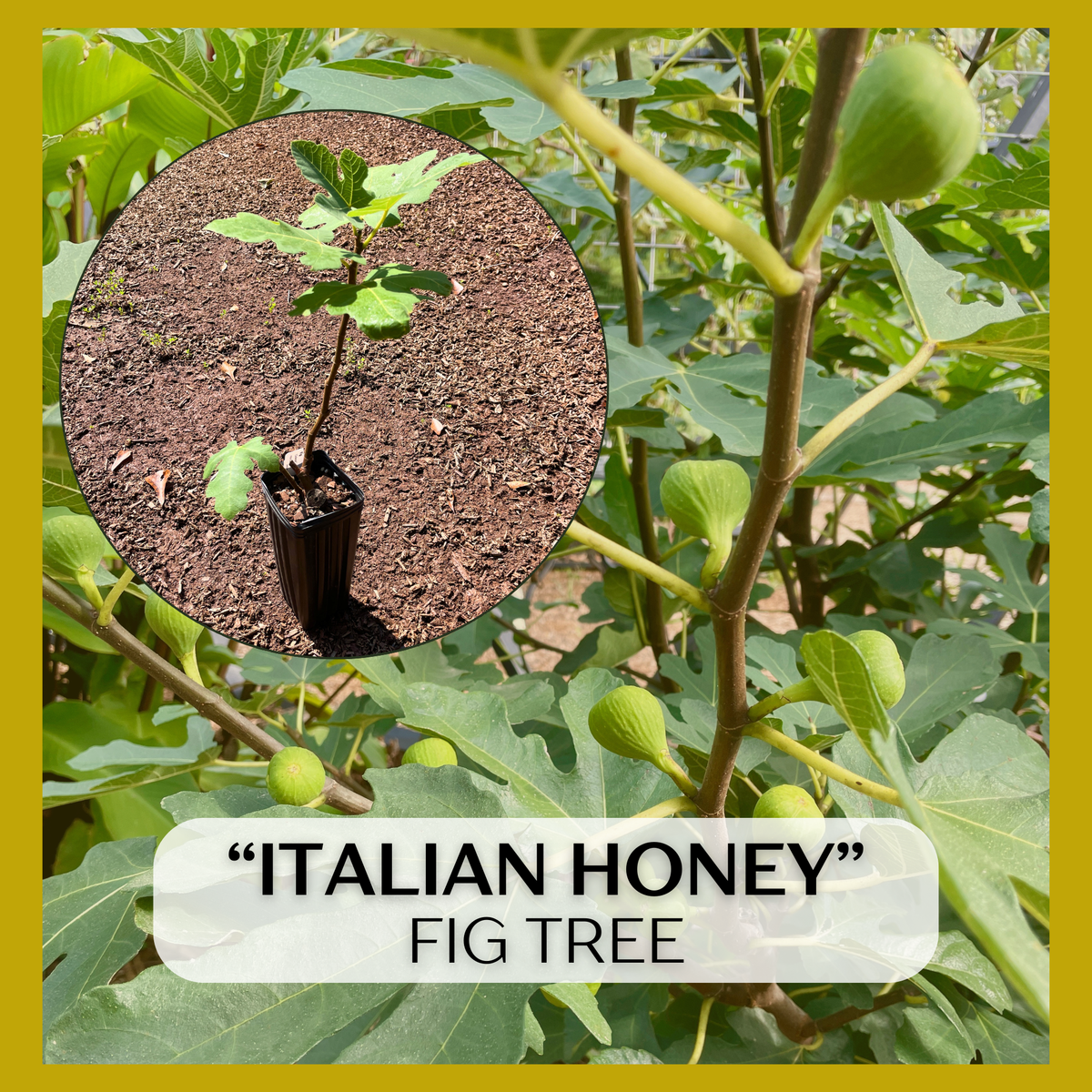 Italian Honey, White Marseille, Lattarula Fig (Ficus carica) seedling